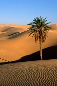 Фильмы про пустыню
