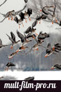Охота на гусей в северной Якутии
