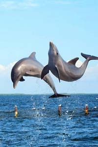 дельфинов, касаток и китов