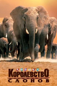 Африка – королевство слонов
