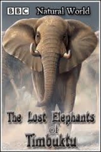 Таинственные слоны Тимбукту
